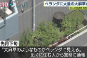 ベランダで大麻栽培していた男を逮捕　近隣住民「大麻みたいなのが見える」ｗｗｗｗｗｗｗ