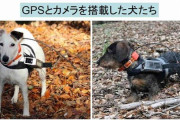 犬は地磁気を感知して家に帰ることができると判明