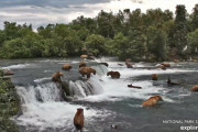 【動画あり】アラスカの川に熊さん大集合ｗｗｗｗｗｗｗｗｗｗ
