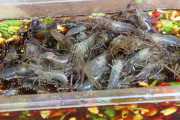 中国の日本食ブームで脳に寄生虫がわく患者発生「日本食が悪い。日本脳炎だ」