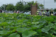【画像】埼玉県『古代蓮の里』に行って来たった！