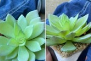 【米国】観葉植物を育てていた女性、2年後に造花だと気づくｗｗｗｗｗ
