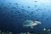 サメの絶滅を加速？　コロナワクチンで狙われる肝油