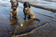 【わんわんお】イギリスで飼い犬が魚竜の化石発見、もし新種なら犬の名前になるかも？