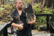 【豪】森林火災から一転 "豪雨"「こんな洪水は15年間見たことがない」 公園のコアラを避難させ、脱走しようとするワニを押し返し...【動画あり】