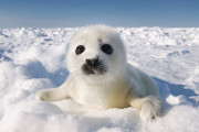 アザラシの赤ちゃん、2週間で太りすぎる