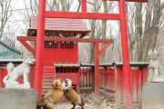 神社でじゃれ合イーヌ、見つかる