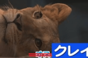 【衝撃】円山動物園のライオン「クレイくん」オスではなくメスだった！！