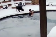 身も心も凍りつく瞬間！愛犬を救出するため凍ったプールに飛び込む飼い主さん