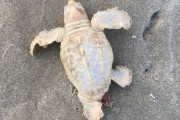 【SSR】超珍しい真っ白なアカウミガメ、アメリカのビーチで発見される（画像あり）