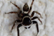 【画像】ハエトリグモとかいうめっちゃかわいい蜘蛛【虫注意】