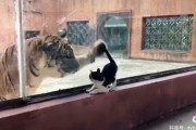 子猫とトラの間の超えられない壁？ある日動物園で1匹と1頭が出会ったのだが
