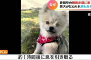 犬の散歩をしていた女の子に信号無視で突っ込んだ91歳男を書類送検「最新の車で自動ブレーキが付いていた」