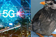 オランダでムクドリが大量死！次世代通信規格5Gのマイクロ波が原因？…ベルギーでは導入中止も