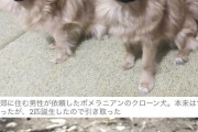 【動物】死んでしまったペットのクローン作ります　犬580万円、猫380万円　中国でクローンビジネスが人気