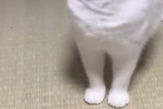 猫の中で一番ええのってなんだかんだで