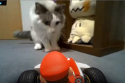 【動画】有名ポケモン実況者さん、マリオカートホームサーキットで猫を虐待した疑惑が出て大炎上してしまう