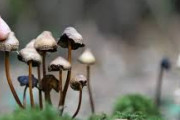 【精神医療】うつ病患者への「幻覚療法」精神科医はマジックマッシュルームに期待