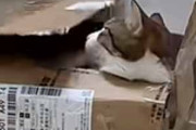ネコが箱から顔だけを出して、まったりしていた。嫌がらせですか？ → やってきた同居猫はこうする…