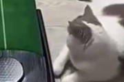 ネコ飼いがパターの練習をしていた。ナイスアシスト♪ → 猫はこうします…