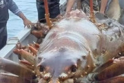 【画像】ギネス級巨大エビが陸揚げされる。お前らの想像の3倍デカい。