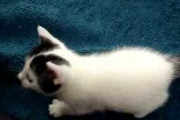 【猫】じゃれつこうとするこねこ、しっぽにじゃれつくねこ、フミフミフミフミ・・・ ほか