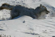 犬じゃなくてコヨーテだけど、さすがにマイナス30度近いと・・・