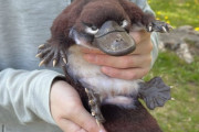 【画像】この突然変異のアヒルキモすぎワロタｗｗｗｗｗｗｗｗｗｗｗｗｗｗｗｗ