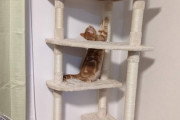 猫にキャットタワー買ってあげた結果