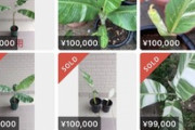 【画像】メルカリ民、『謎の植物』をとんてもない値段で売り買いしてしまうｗｗｗｗ