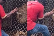【動画】動物園のライオンを挑発していた飼育員、指を噛みちぎられてしまう。
