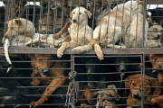ついに韓国から犬食文化が消えるか…次期大統領候補、犬肉禁止を公約に掲げる＝韓国の反応