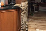 これは目撃した方もびっくり。ペットのサーバルキャットが家を逃走。3日後に無事飼い主のもとへ（アメリカ）