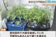 なぜ日本という国では大麻が違法になっているんだろう？