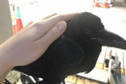 【悲報】Twitter民「カラスついてきたから飼ってるｗ」ﾊﾟｼｬｯｗｗｗｗｗｗｗｗｗｗｗｗｗｗ