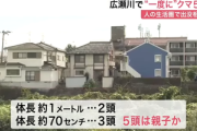 仙台市青葉区の広瀬川の河川敷､一度にクマ5頭 JR仙台駅から約3キロ