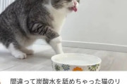 猫虐待疑惑が出てる「もちまる日記さん」、本日重大発表へ・・・
