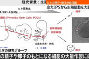 iPS細胞から精子・卵子の素になる細胞を大量につくる方法が開発される