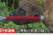 【これは酷い】熊本県でピットブル含む6頭の犬逃げ出す → 警察が飼い主に注意するも逆ギレしてパトカーを殴り逮捕