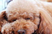 亡くなった愛犬を剥製にしようとガチで思ってるんだが