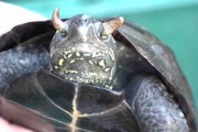 「世界に1頭しかいないのでは」 “角”が生えたカメ公開 静岡