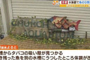 【悲報】 水族館の魚50匹が相次いで死ぬ…水槽から『タバコの吸い殻』が見つかる