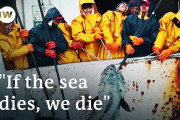 ＠安い魚はどこから来てる？世界中で行われる違法漁業の実態に迫る渾身のドキュメンタリー＠海外の反応