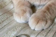 【画像】猫ちゃん、ラーの鏡によって真の姿がバレてしまう・・・