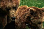 クマに襲われた人、「勝手に生息地に入ってクマが可哀想だ」と叩かれてしまう