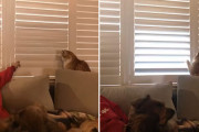 開けたい、閉めたい。猫と飼い主、ブラインドをめぐっての攻防戦。その結末は？