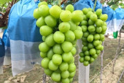 中国産シャインマスカットがまずくなった理由―香港メディア