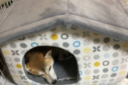【画像】うちの柴犬がギャーギャー言うから飯の要求かと思ってドッグフードを出したら、この態度www