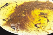 【速報】恐竜の陰毛が封印された琥珀が発見される！ （※画像あり）