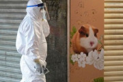 香港でハムスターからヒトに新型コロナ感染か　ハムスター2000匹を殺処分